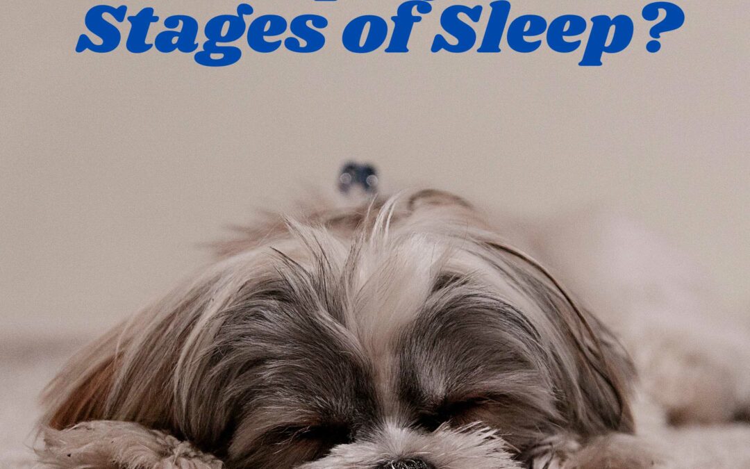 What is a sleep cycle and Stages of Sleep?
