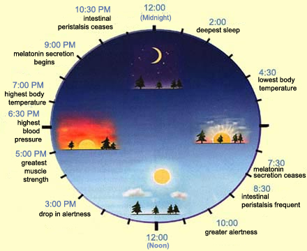 Human Biological clock for state of rest